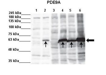 PDE9A Antibody
