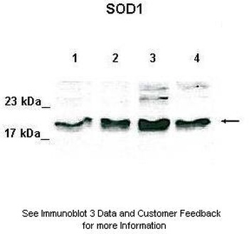 SOD1 Antibody
