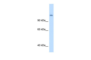 CPS1 Antibody