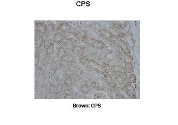 CPS1 Antibody