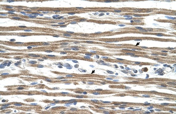 ARG1 Antibody