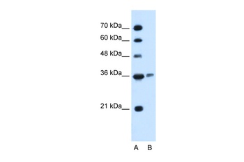 ARG1 Antibody