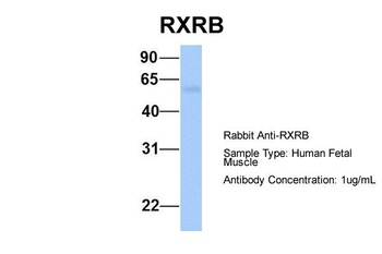 RXRB Antibody