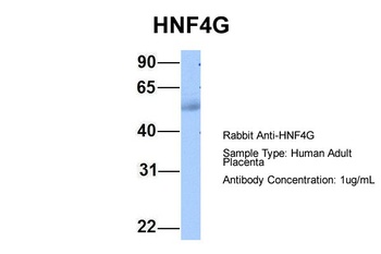 HNF4G Antibody