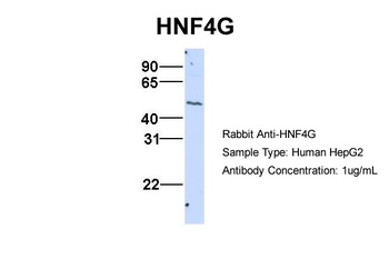 HNF4G Antibody