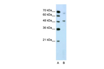 NR0B1 Antibody