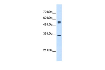 SSR1 Antibody