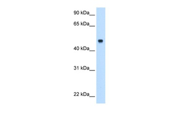 C8B Antibody