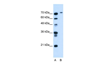 BCHE Antibody