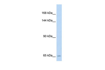 SLC19A1 Antibody