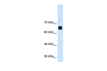SLC9A9 Antibody
