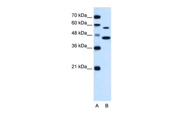 SLC39A5 Antibody