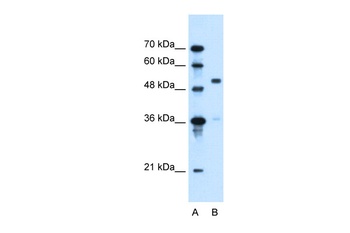 SLC37A3 Antibody