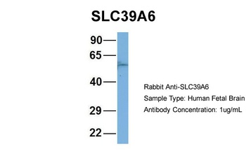 SLC39A6 Antibody