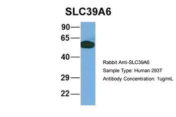 SLC39A6 Antibody