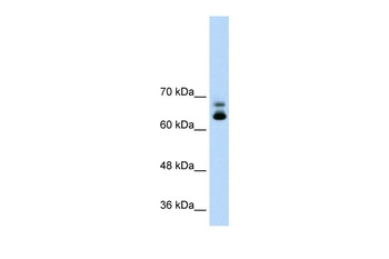 MTA2 Antibody