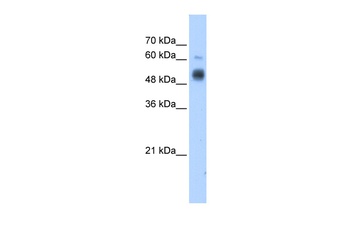 GCNT3 Antibody