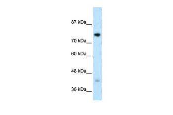 DCST1 Antibody