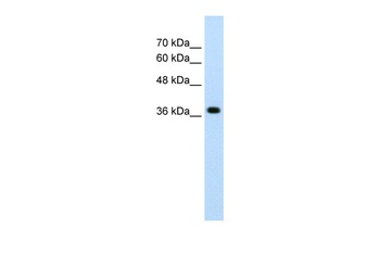 LONRF1 Antibody