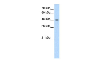 RNF128 Antibody