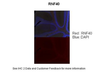 RNF40 Antibody