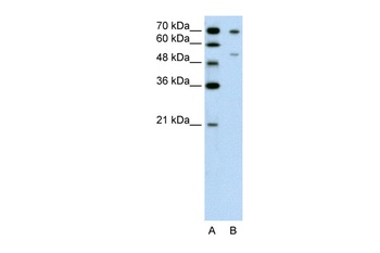 FOXB2 Antibody