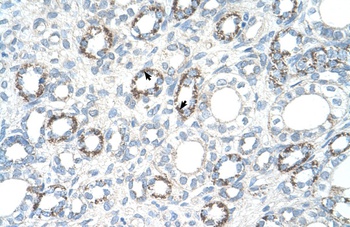 COX4I1 Antibody