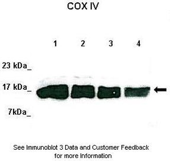 COX4I1 Antibody