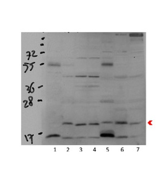 COX4I1 Antibody