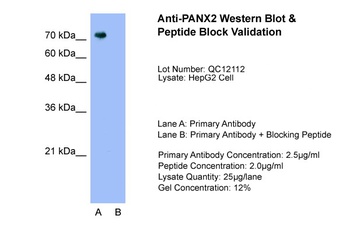 PANX2 Antibody