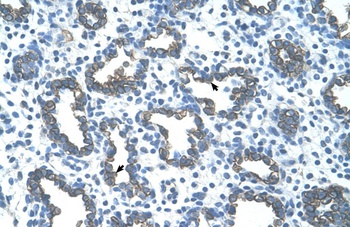 GNAS Antibody