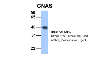 GNAS Antibody