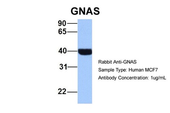 GNAS Antibody