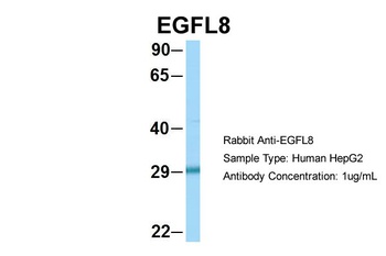EGFL8 Antibody