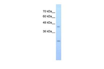 SLC48A1 Antibody