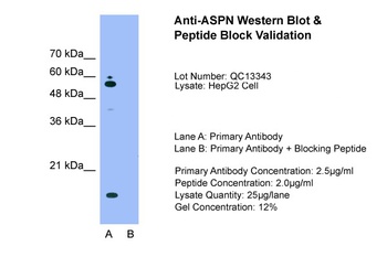ASPN Antibody