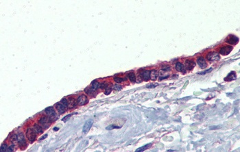 PLUNC Antibody