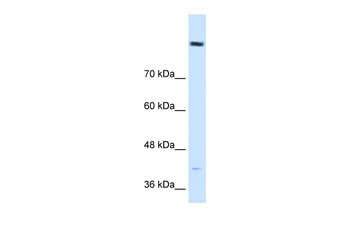 COBLL1 Antibody