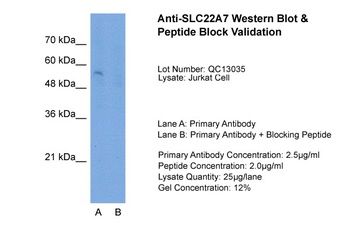 SLC22A7 Antibody