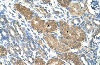 SLC1A5 Antibody