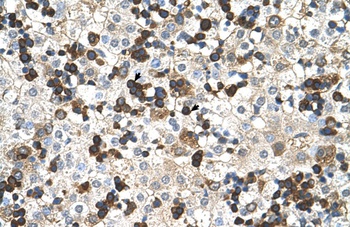 HBZ Antibody