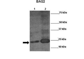 BAG2 Antibody