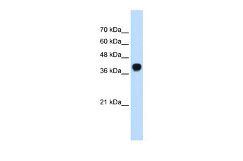 SQLE Antibody