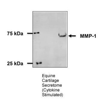 MMP1 Antibody