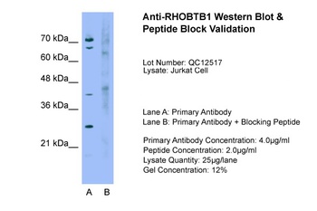RHOBTB1 Antibody