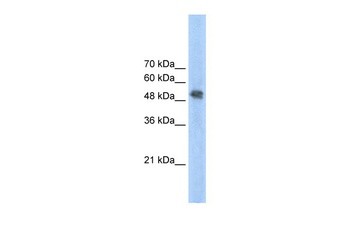 FECH Antibody