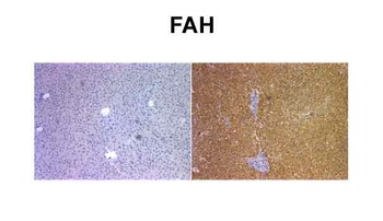 FAH Antibody