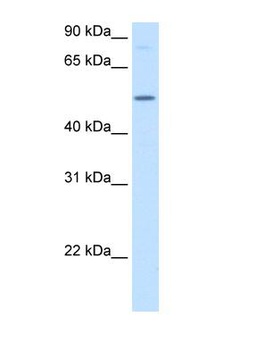 BHMT Antibody