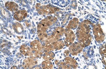 BHMT Antibody