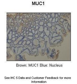 MUC1 Antibody